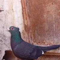 نرکفتر|پرنده|قائن, |دیوار