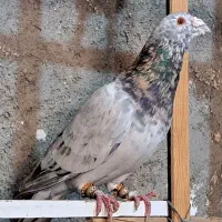 سار سرور هفترنگ کفتر بوم