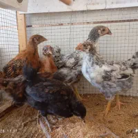 جوجه مرغ محلی