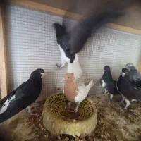 9 عدد جوجه بوم ندیده قیمت تماس بگیرید|پرنده|ابرکوه, |دیوار