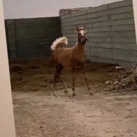 فروش کریون یک ساله نژاد ترک دره شور