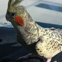 یک عدد عروس هلندی ماده همراه با قفس ولوازمش|پرنده|شاهین دژ, |دیوار