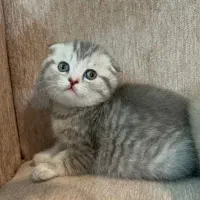 اسکاتیش بلو گلد|گربه|مشهد, هفت تیر (نه دره)|دیوار