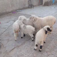 چند دونه گوسفند مالداری|حیوانات مزرعه|زهک, |دیوار