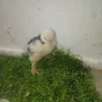 جوجه رسمی ۳روز قیمت پاین