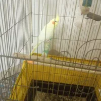 عروس هلندی جفت دستی لوتینو زعفرونی|پرنده|پاکدشت, پاکدشت (مامازند)|دیوار