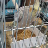 عروس هلندی نژاد دار رنگ خاص|پرنده|محمدشهر, شهرک پیام (مهرالبرز)|دیوار