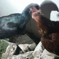 م رغ ل اری اصل