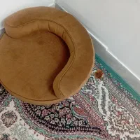 گربه پرشین|گربه|قم, نیروگاه|دیوار