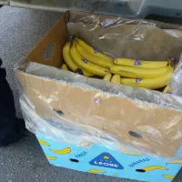 کارتن موز
