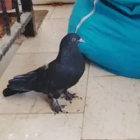 کبوتر سیاه چشم نوک پاپر پر