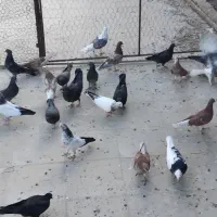 بچه کفتر پرشی