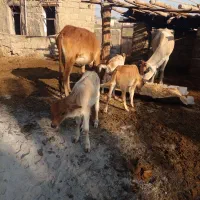 فروش گاو|حیوانات مزرعه|شادگان, |دیوار