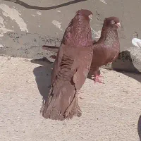 کبوتر