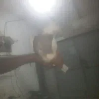 کبوتر پرشی م ع ا و ض ه|پرنده|باوی, |دیوار