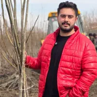 ـ نهـال گردوی فرنور و چندلر|خدمات باغبانی و درختکاری|سنندج, |دیوار