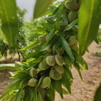 فروش انواع نهال اصلاح شده