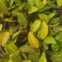 فروش عمده گل