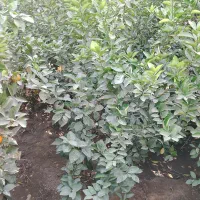 فروش نهال پرتقال محلی|خدمات باغبانی و درختکاری|عنبرآباد, |دیوار