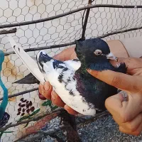 کبوترسینه سیاه