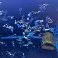 انواع ماهی آکواریومی گوپی وارداتی کمیاب|ماهی|شیراز, جانبازان|دیوار