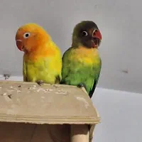 طوطی برزیلی دو ماهه تازه دون خور