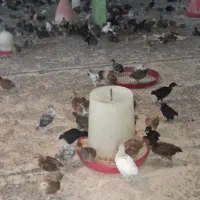 جوجه ۳۵روزه