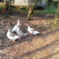 فروش فوری ۴ عدد غاز