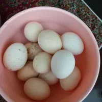 تخم مرغ سلطان