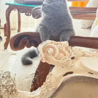 پیشی ملوس