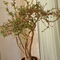 درختچه خرفه