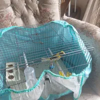 پرنده قناری مست|پرنده|شیراز, درکی|دیوار