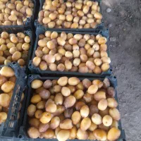 رطب برحی