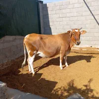 گاو.ابستن ۸ماهه