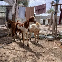 کهر نر و بز نزار