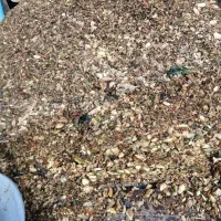 چغندر  دامی|عمده‌فروشی|کبودرآهنگ, |دیوار