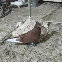 کبوتر سرخ|پرنده|شهریار, ابراهیمآباد|دیوار