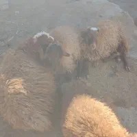 بره|حیوانات مزرعه|نورآباد, |دیوار