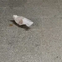 نر پشت دار اصل تهران