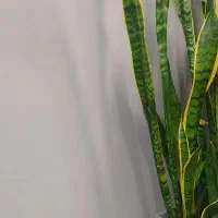 مغازه حاشیه فکوری بغل دارایی