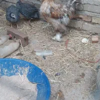 خروس ابریشمی