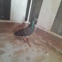 زاغ سبز چاپی گرفتنی|پرنده|نیشابور, ده حلاج|دیوار