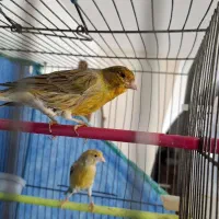 ۶عدد قناری نر وماده