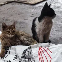 واگذاری رایگان دوتا بچه گربه|گربه|نجفآباد, شهرک صنعتی نجف آباد ۲|دیوار