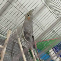 طوطی عروس|پرنده|نظرآباد, حسین‌آباد|دیوار