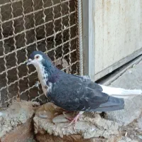 دمگیر نر زرهی