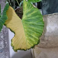 گل اپارتمانی