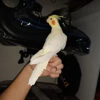 فروش سه عدد پرنده عروس