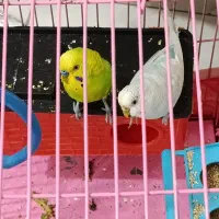 یک جفت مرغ عشق دستی