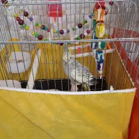 عروس هلندی ماده دستی|پرنده|تهران, شهرک ولیعصر جنوبی|دیوار